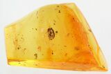 Detailed Fossil Beetle (Ptinidae) in Baltic Amber #325387-1
